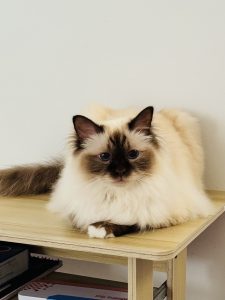 Birman – Bardia