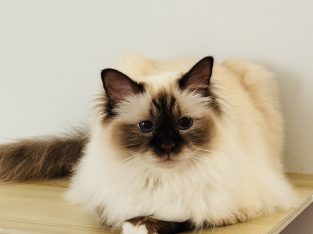 Birman – Bardia