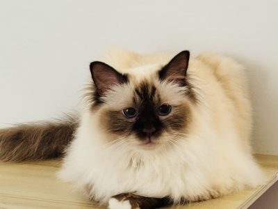 Birman – Bardia