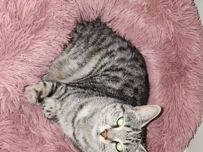 American Shorthair – Blacktown