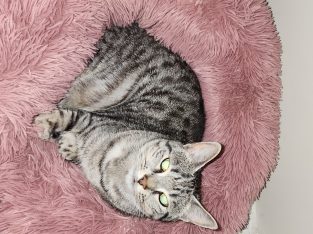 American Shorthair – Blacktown
