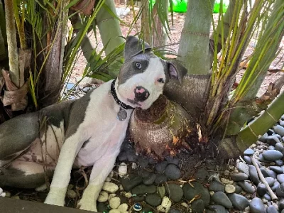 American Staffordshire Bull Terrier – Upper Coomera