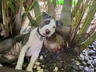 American Staffordshire Bull Terrier – Upper Coomera