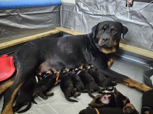 Rottweiler – South Kingsville