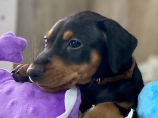 German Pinscher – Kaitler Kennels – German Pinschers