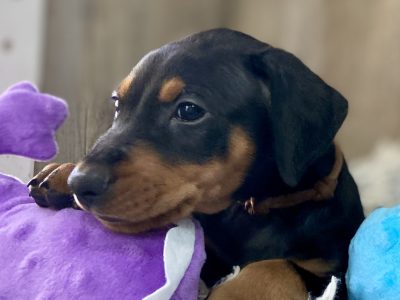 German Pinscher – Kaitler Kennels – German Pinschers