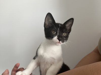 Domestic Short Hair – Oran Park