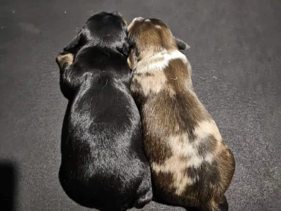 Dachshund – Cuprona