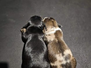 Dachshund – Cuprona