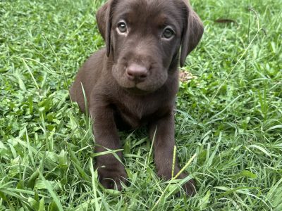 Labrador Retriever – Morayfield