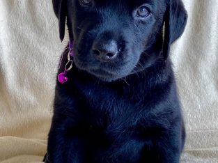 Labrador – Wallaroo