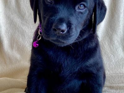 Labrador – Wallaroo