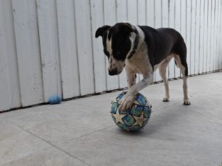 Border Collie – Gledswood Hills