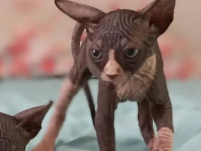 Sphynx – Flagstone