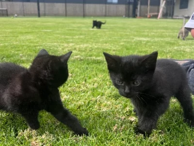 Russian Blue – Torquay