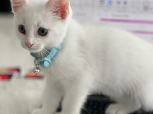 Turkish Angora – Wright