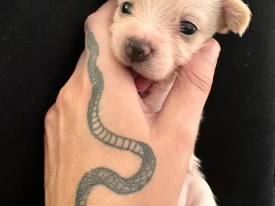 Maltese – Southport