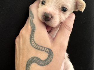 Maltese – Southport