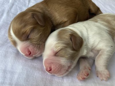 Cavalier King Charles Spaniel – Curlewis