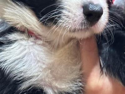 Border Collie – Werrington Downs