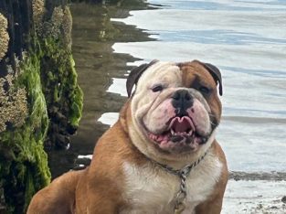 British Bulldog – Keilor Park