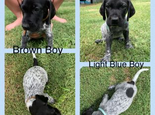 Dogs – Edens Landing