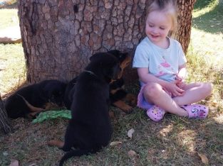 Rottweiler – Bullsbrook