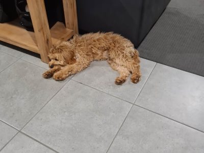 Cavoodle – Alexandra Hills
