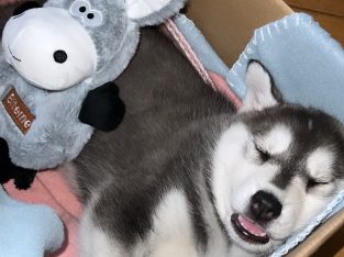 Husky – Narre Warren South