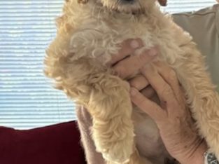 Goldendoodle – Greenwood