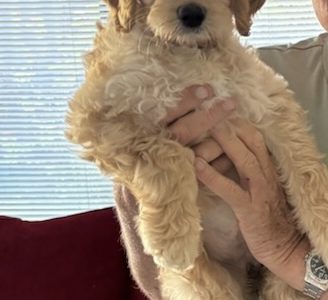Goldendoodle – Greenwood