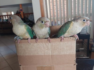 Parrots – Blacktown
