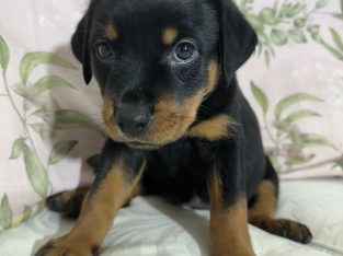Rottweiler – Burpengary