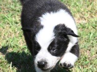 Border Collie – Kippa-Ring