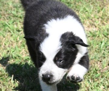 Border Collie – Kippa-Ring