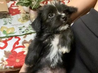 Cairn Terrier – Casuarina