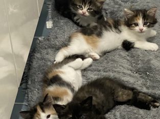 Domestic Medium Hair (DMH) – Paddington