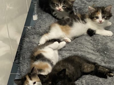 Domestic Medium Hair (DMH) – Paddington