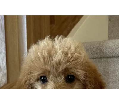 Cavoodle – O’Connell