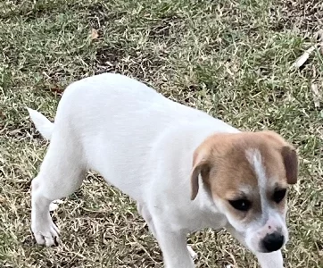 Jack Russell – Duri