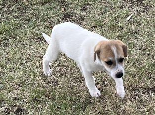 Jack Russell – Duri