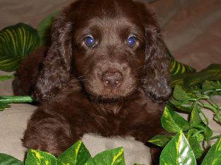 Spoodle – Victoria