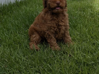 Poodle Mini – Helensvale