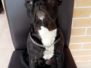 French Bulldog – Abbotsford