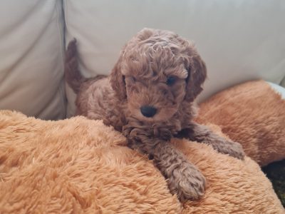 Cavoodle – Weir Views