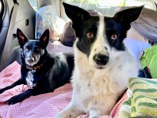 Border Collie Kelpie Cross – Forest Lake