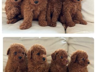 Toy Poodle – Fairfield