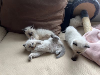 Ragdoll – Shellharbour