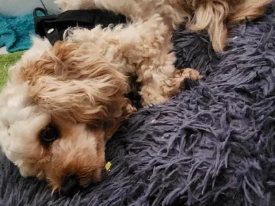 Cavoodle – Gladstone Park