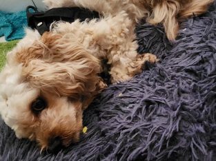 Cavoodle – Gladstone Park
